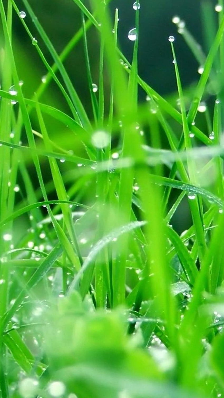 Hojas frescas de hierba de rocío después de la lluvia iPhone 8 . Galaxy s3 fondo de pantalla del teléfono
