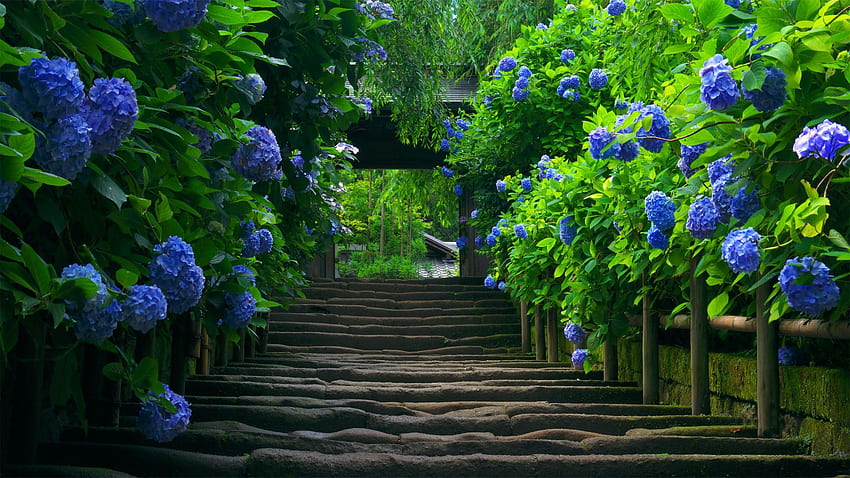 L'invitante passerella del giardino giapponese. Belle ortensie, natura, bella natura, giardino di pietra Sfondo HD