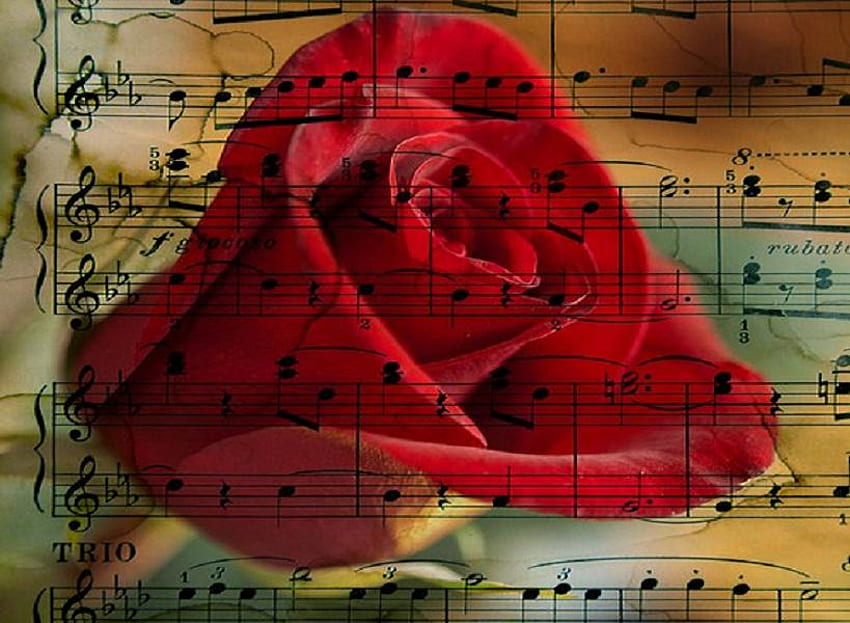 Love song, notes, rose, music, love, red, paper HD wallpaper