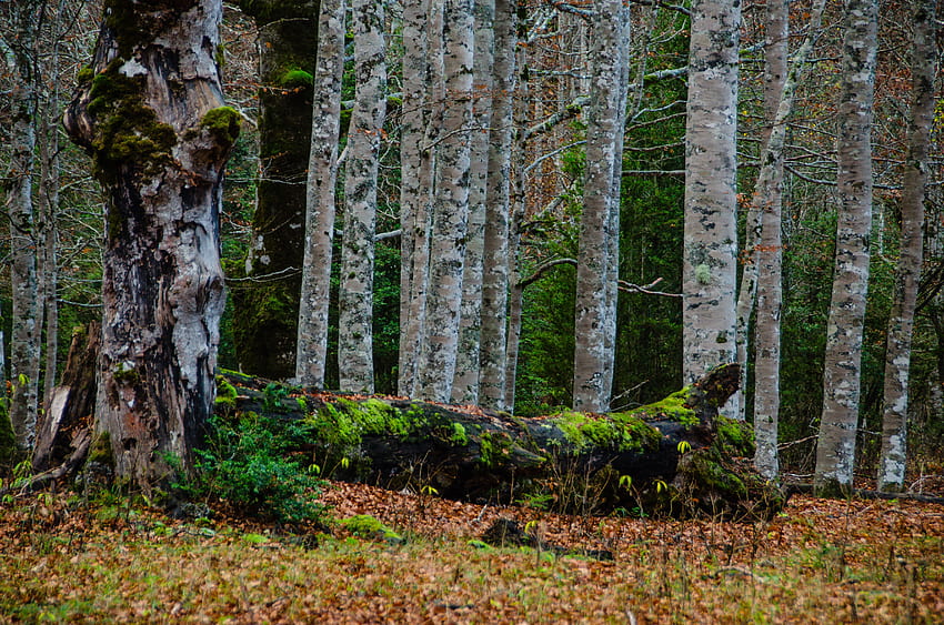 Natur, Bäume, Birken, Wald, Moos HD-Hintergrundbild