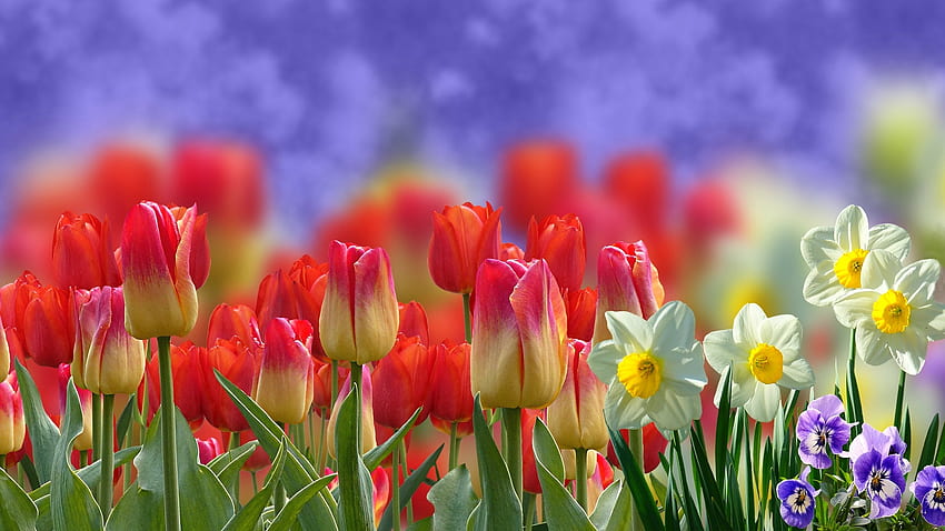 Spring Flowers, pansies, daffodils, flowers, tulips, Spring HD wallpaper