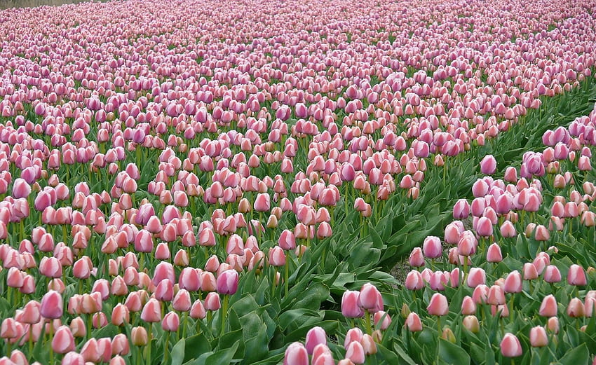 Flowers, Tulips, Field, Plantation, Spring HD wallpaper