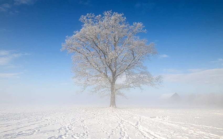 Tree in the Field, winter, mist, field, snow, Latvia, tree, hoarfrost HD wallpaper