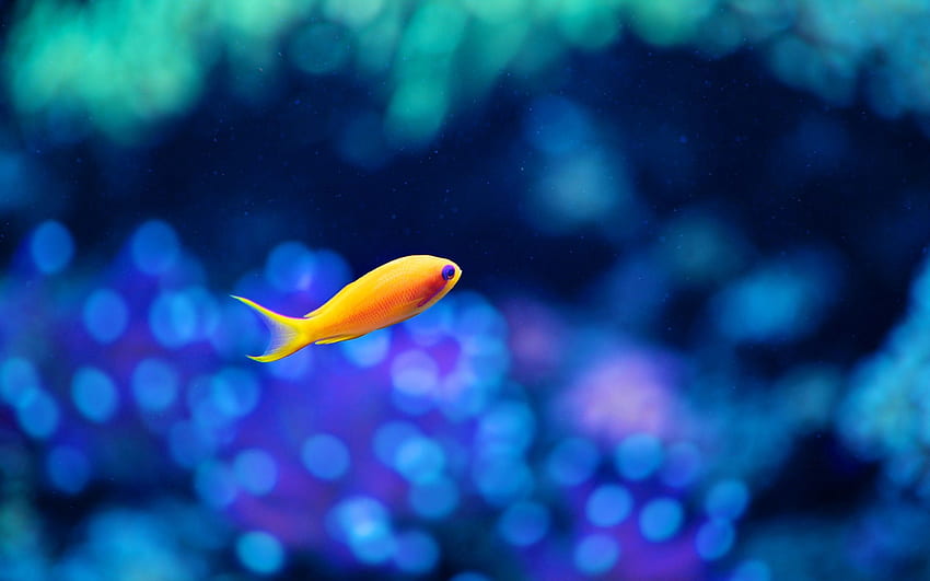 Zwierzęta, złoto, podwodny świat, pływać, pływać, złote, małe rybki, ryby Tapeta HD