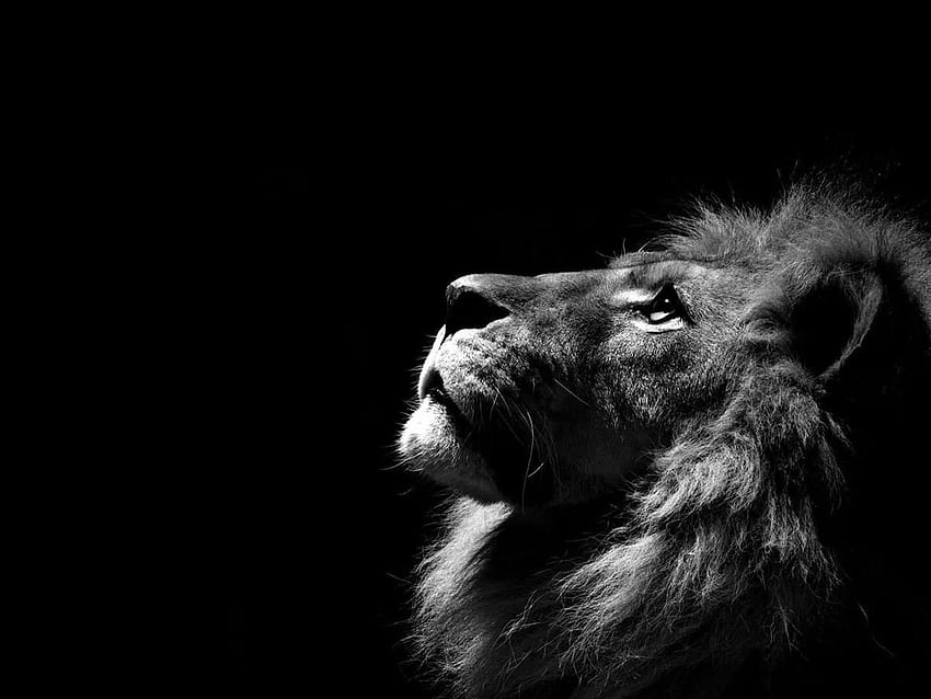 Lion – Lion Collection –, สิงโตเย็น วอลล์เปเปอร์ HD