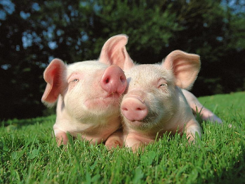 SWEET PIGS, sweet, pink, piglets, pigs, swine, cute, pig HD wallpaper