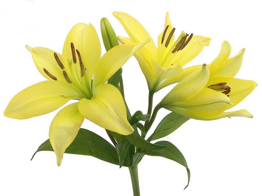 Easter Lilies Png, Clip Art, Clip Art on Clipart Library, Easter Lily HD wallpaper