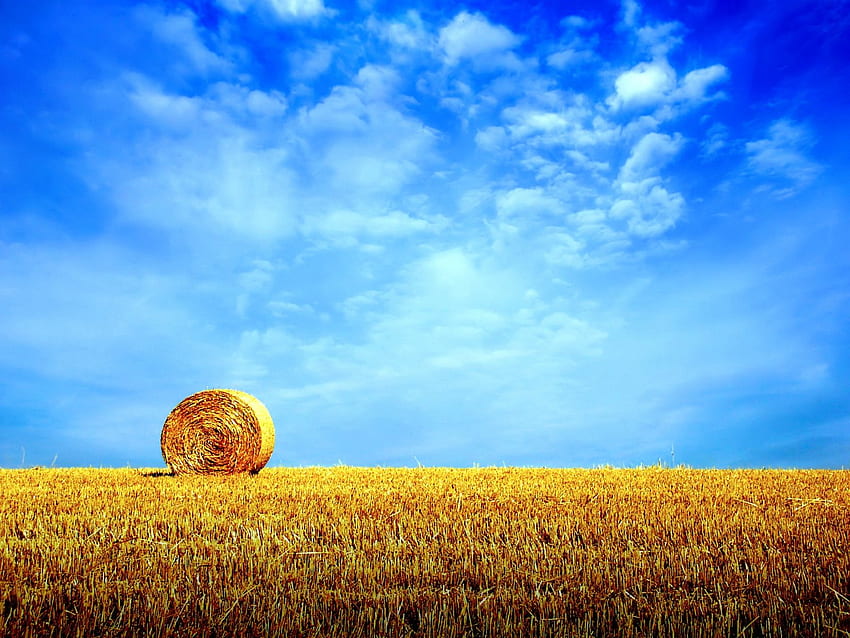 Crop . Crop , Crop Farm and Crop Circles, Crop Field HD wallpaper