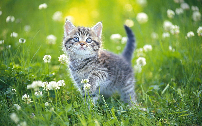 Zwierzęta, kwiaty, trawa, kotek, kotek, paski Tapeta HD