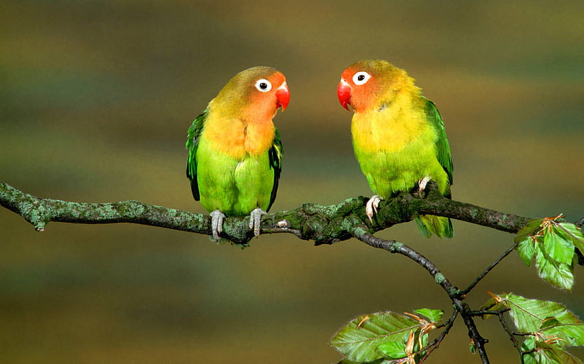 Parrot . Parrot , Parrot Tulips and Parrot Feather, Cute Parrot HD wallpaper