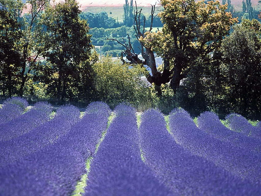 lavender field, purple, nature, field, lavender HD wallpaper
