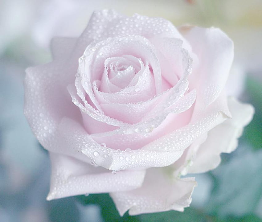 pink rose, delecate, rose, pink, pretty, nature, flowers, lovely, nice HD wallpaper