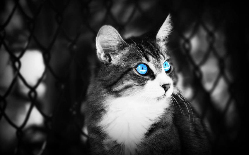 동물, 고양이, 눕다, 거짓말하다, 눈, Bw, Chb, 파란 눈의 HD 월페이퍼