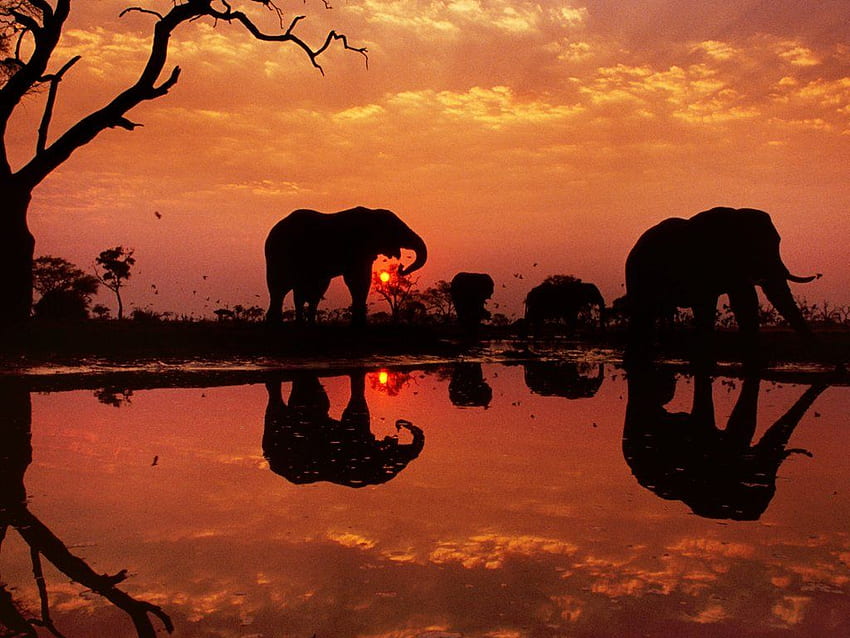 Park Narodowy Chobe w Botswanie. Światowy Dzień Słonia, Słoń Byk, Słonie Tapeta HD