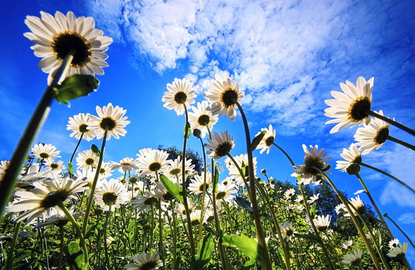 Bright Daisy Day, blue, summer, bright, sky, flowers, daisies HD wallpaper