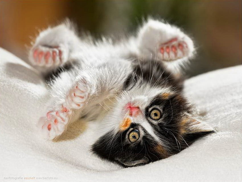 I am happy, kitten, animal, kitty, cat, paws, flexible, game, funny, happy HD wallpaper