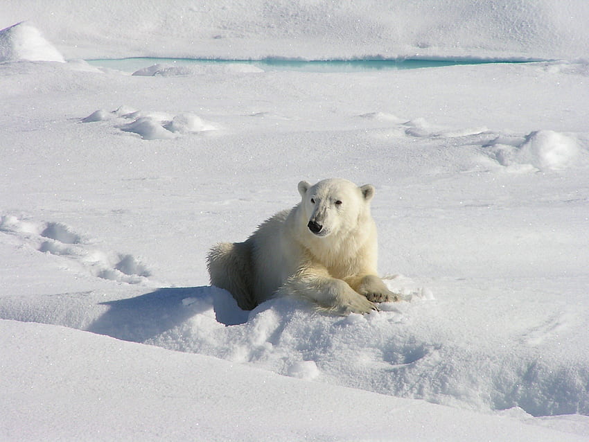 *** Kış ayısı ***, kış, hayvan, ayı, hayvanlar, kar HD duvar kağıdı