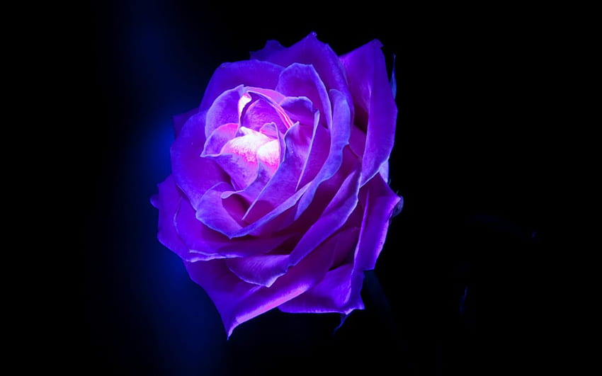 Fioletowe kwiaty róży [] na telefon komórkowy i tablet. Przeglądaj fioletową różę w tle. fioletowe róże, piękne fioletowe róże, fioletowa róża, róża ognia Tapeta HD