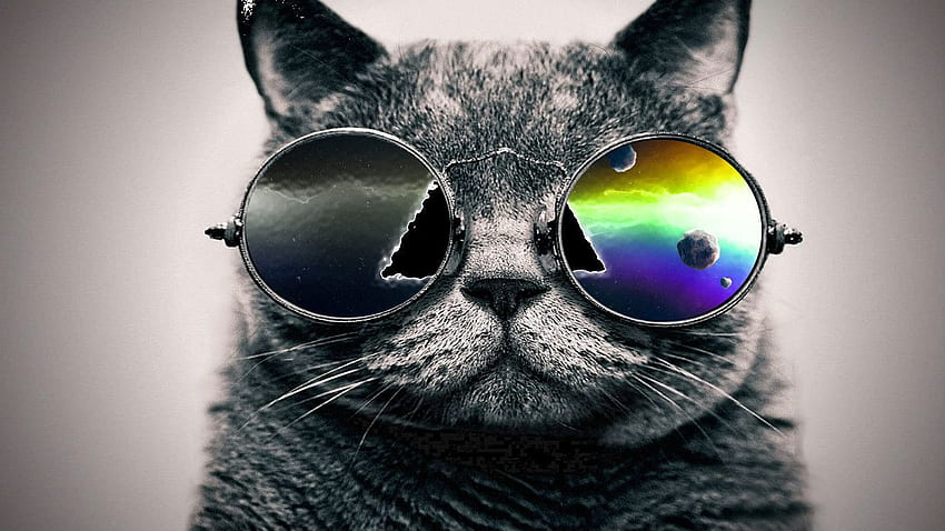 Glasses Cool, Cat with Glasses HD wallpaper