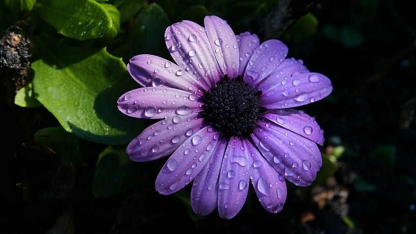 Purple Daisy, closeup, flowers, nature, daisy, purple HD wallpaper