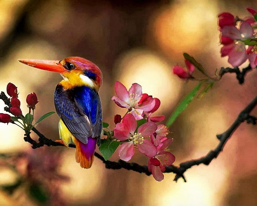 Kingfisher, colorful, flowers, small, bird HD wallpaper