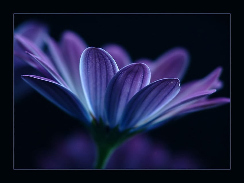 PURPLE MAGIC, azul, roxo, flor, lindo, escuro papel de parede HD