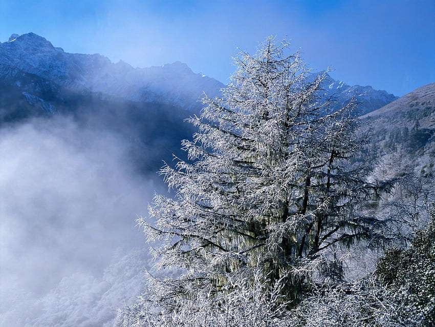 Inverno, natura, vertice, cima, nebbia, brina, brina, mangiato, ghiaccioli Sfondo HD