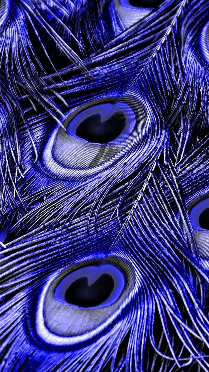 Peacock Feather, Blue Theme, blue, theme HD phone wallpaper | Pxfuel