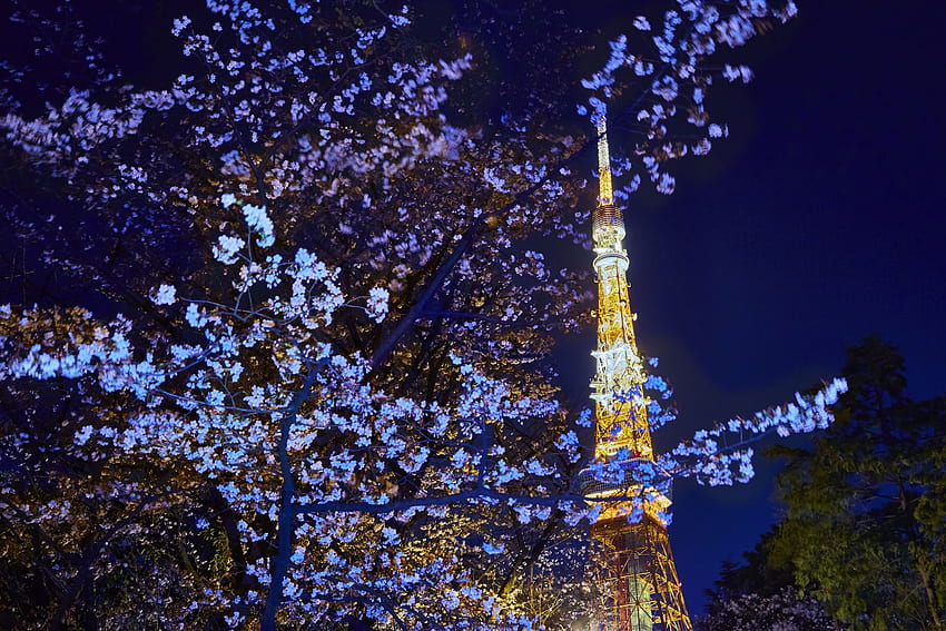 Temporada de Sakura: Guia para a cereja do Japão, Cherry Blossoms at Night papel de parede HD