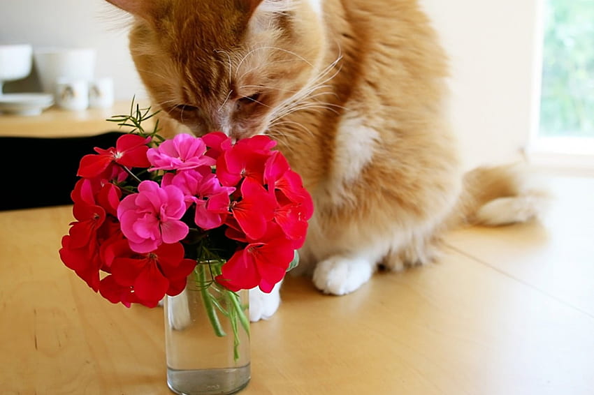 ...✿...., table, smell, cat, ginger, pink, geranium, red, glass, flowers HD wallpaper