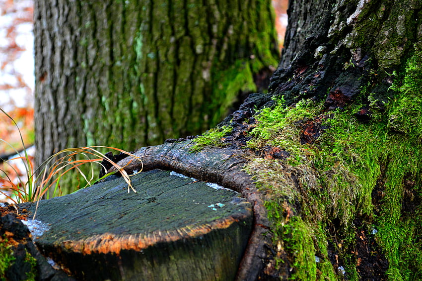 Winter, Natur, Holz, Baum, Moos HD-Hintergrundbild