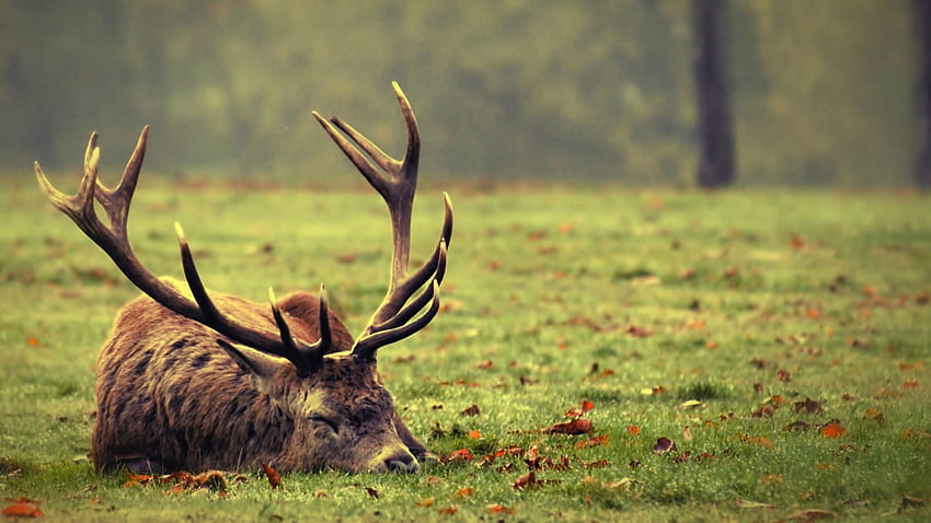 Deer, horn, animal, grass HD wallpaper