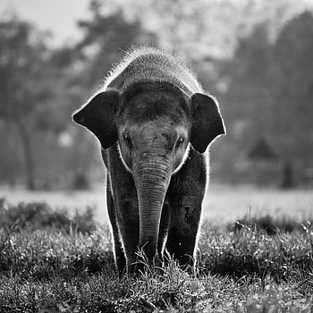 11 Elephant Tumblr iPhone Wallpapers - Wallpaperboat