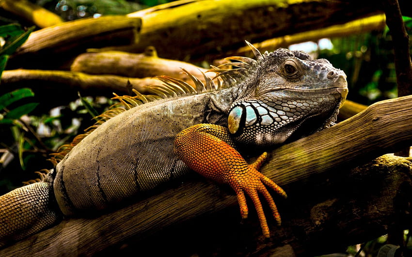 Iguana, branch, reptile, tree HD wallpaper
