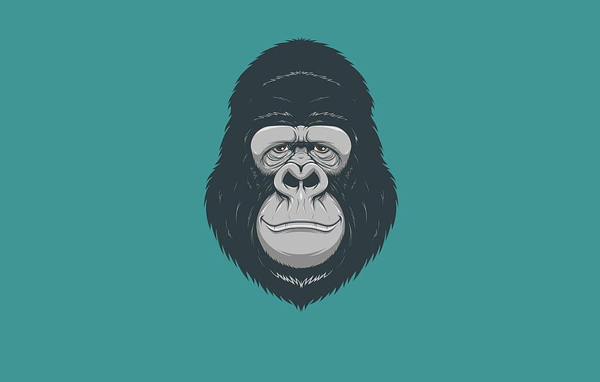 미니멀리즘, 머리, 원숭이, 고릴라, 원숭이, 고릴라, Gorilla Cartoon HD 월페이퍼