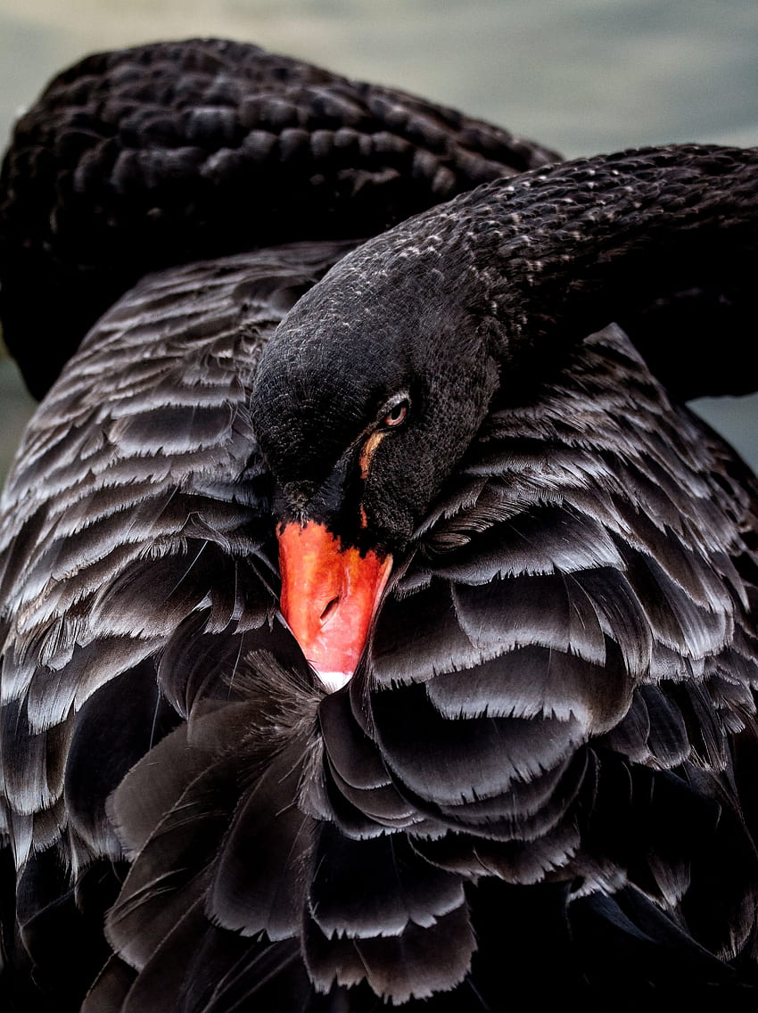 Bird, black swan HD phone wallpaper