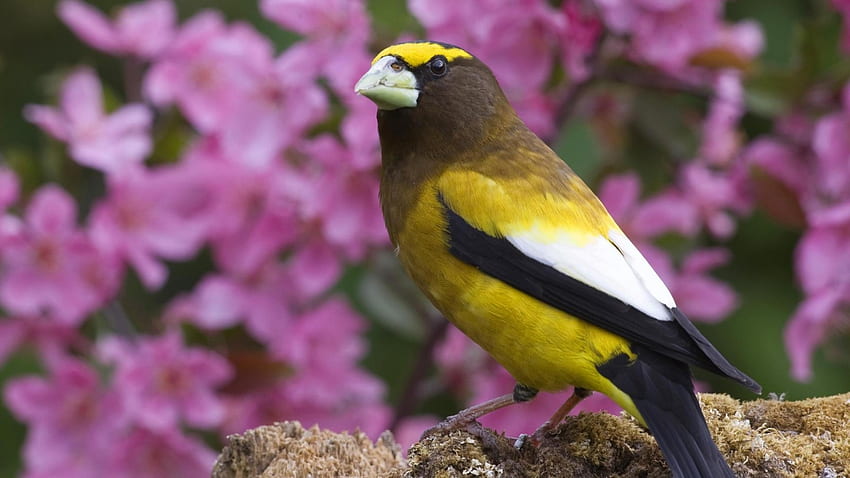 Piękny żółty ptak, zwierzę, pióro, ptak, kolor żółty, gałęzie, kwiaty Tapeta HD