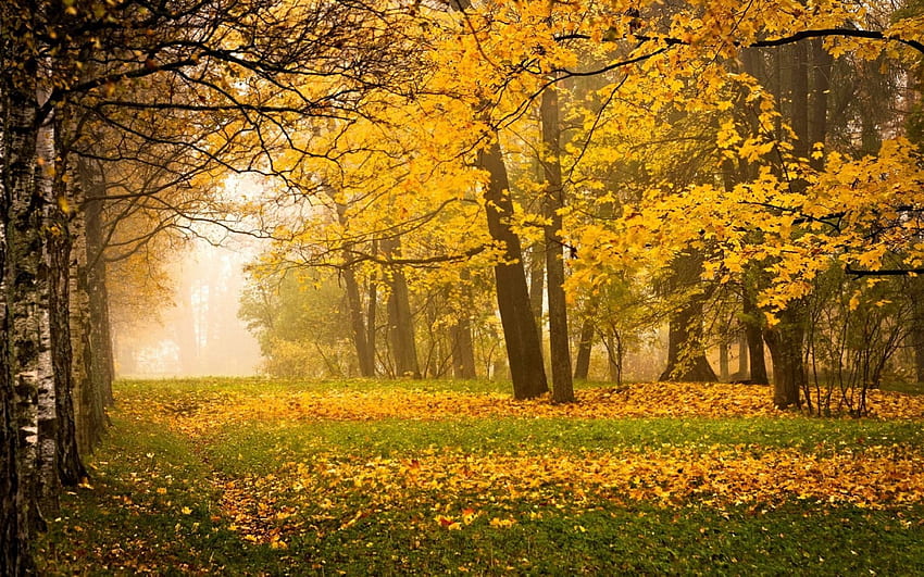 *** Sonbahar ***, drzewa, natura, jesien, las HD duvar kağıdı