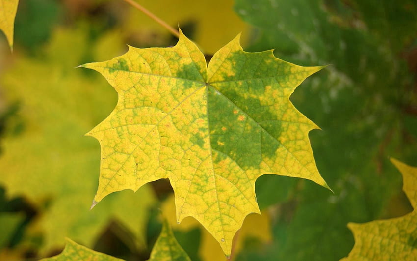 가을, 나뭇잎, 매크로, 메이플, 타락한 HD 월페이퍼