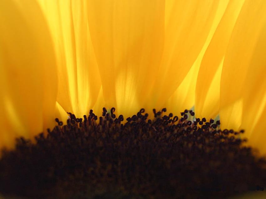 Sunflower., sunflowers, sun flower, yellow, flowers, sunflower HD wallpaper