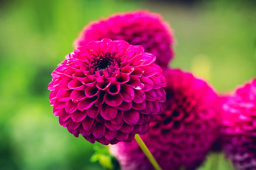 สวนดอกรักเร่สีม่วงเข้ม - ดอกรักเร่ วอลล์เปเปอร์ HD