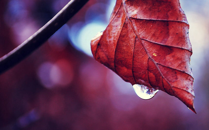 outono, gotas, macro, folha, folha, ramo, seco papel de parede HD