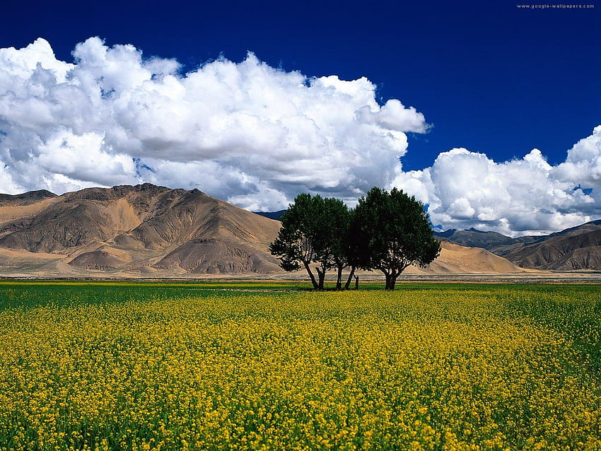 Yellow field, clouds, blue sky, nature HD wallpaper