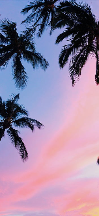 Palm Tree Wallpapers Free HD Download 500 HQ  Unsplash