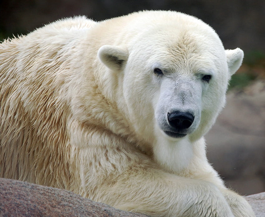 niedźwiedź lodowy, biały, dzikie życie Tapeta HD