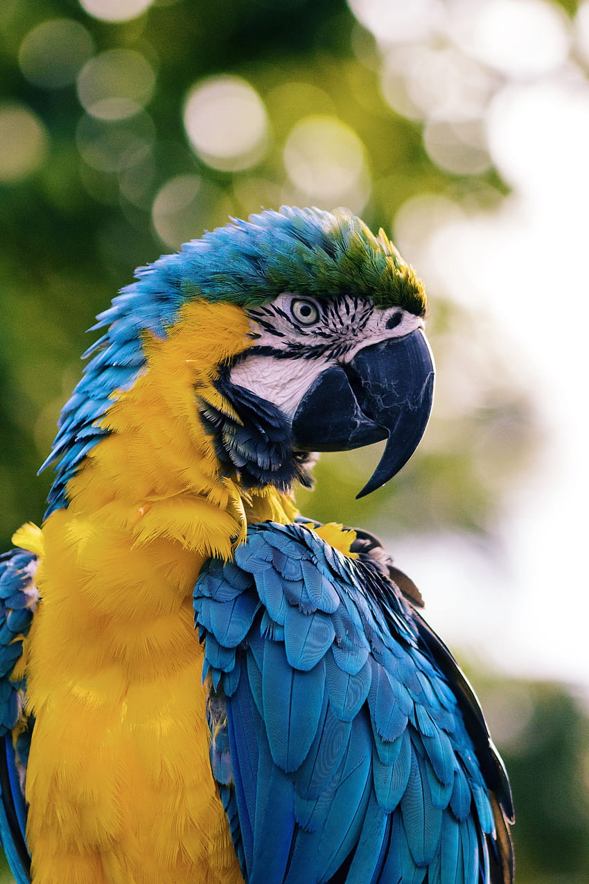Animals, Parrots, Bird, Color, Macaw HD phone wallpaper