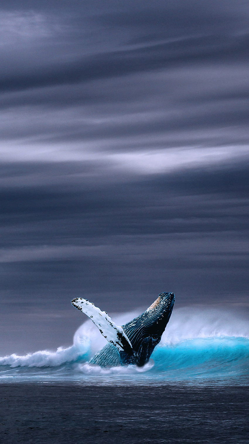 シロナガスクジラのモバイル。 美しい海の生き物, クジラ, 海の生き物 HD電話の壁紙