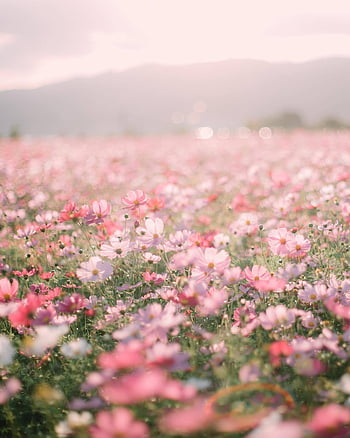 Spring, Pink, Flower, Plant, Macro, Petals HD wallpaper | Pxfuel