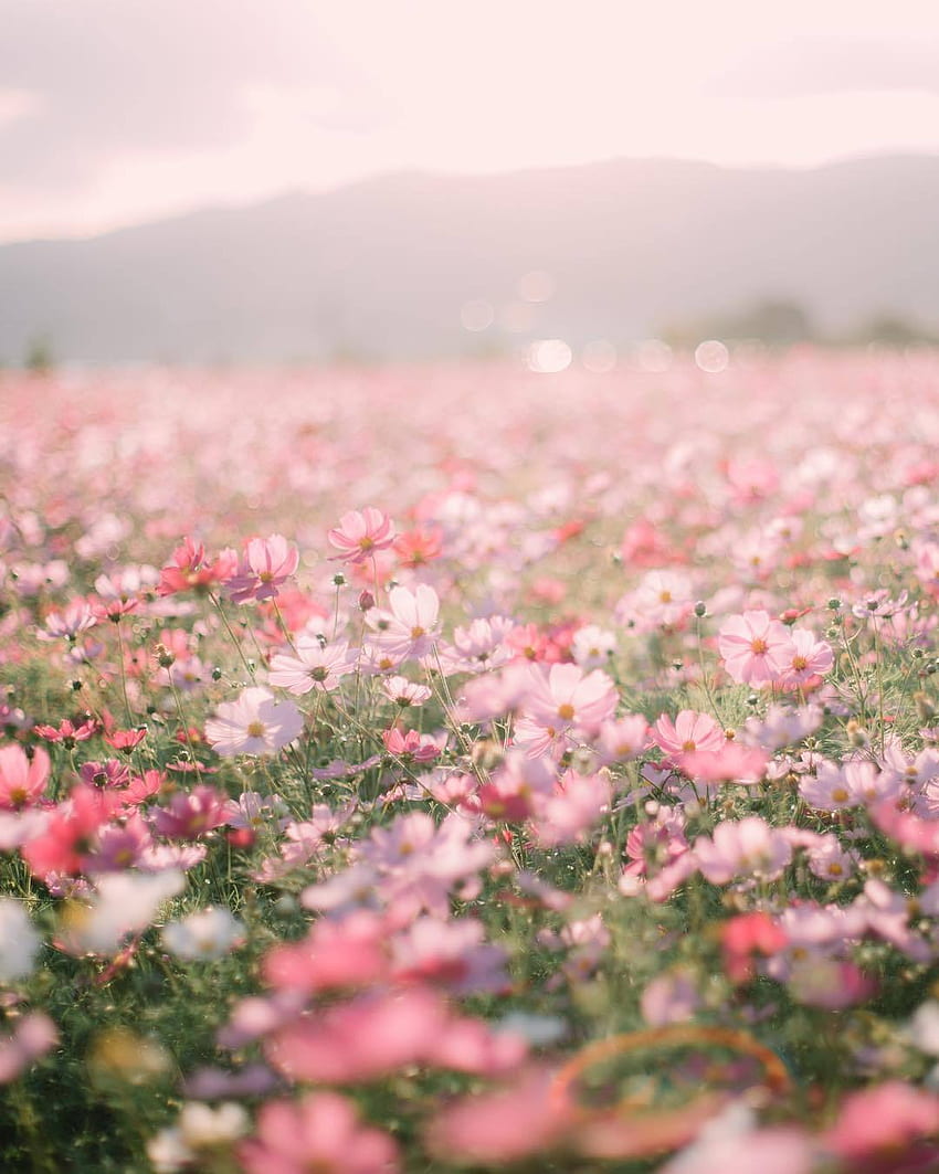 Aesthetic Flowers Pink | Best Flower Site