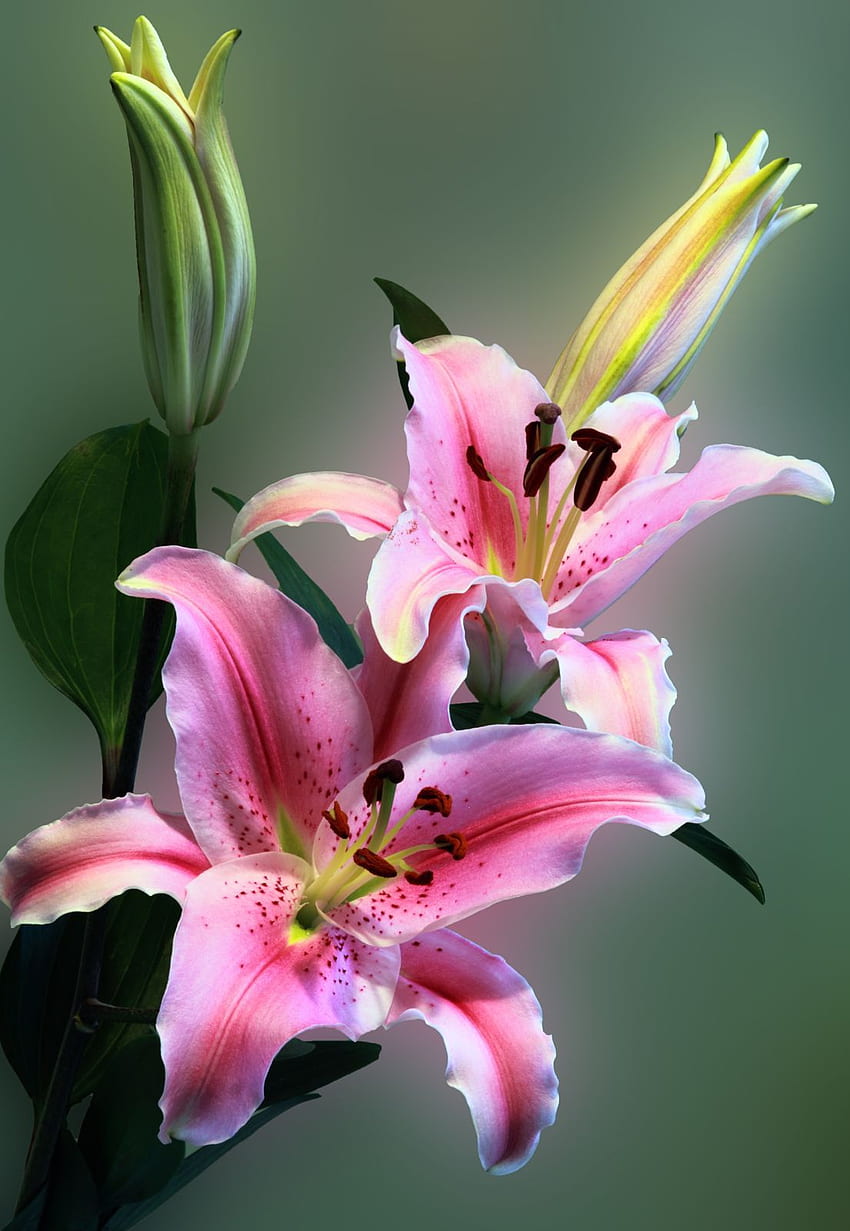 Nature belle flore fleurs fleur été feuilles colorées plantes colorées pétales couleur amour rose. Meilleure qualité Fond d'écran de téléphone HD